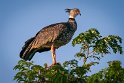 085 Noord Pantanal, kuifhoenderkoet